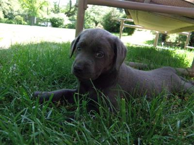 Marley's charcoal Lab puppy Marley's charcoal Lab puppies
