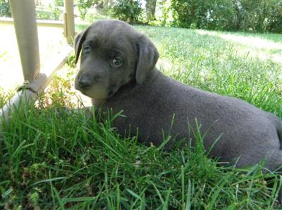 Marley's charcoal Lab puppy Marley's charcoal Lab puppies