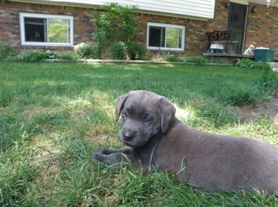 Marley's charcoal Lab puppies