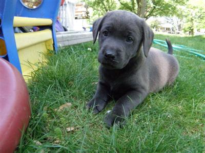 Marley's charcoal Lab puppy