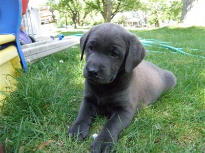 Marley's charcoal Lab puppy Marley's charcoal Lab puppies