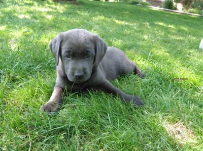 Marley's charcoal Lab puppy Marley's charcoal Lab puppies