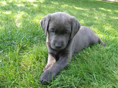 Marley's charcoal Lab puppy Marley's charcoal Lab puppies