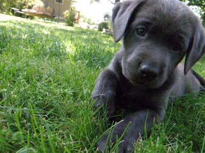 Marley's charcoal Lab puppy Marley's charcoal Lab puppies