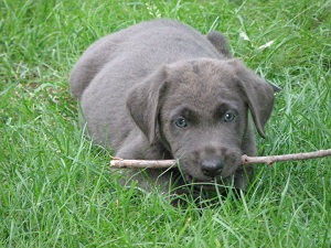 Charcoal Lab puppy Charcoal Labrador puppy