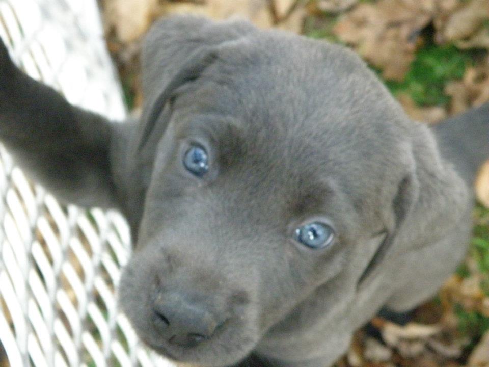 grey lab with blue eyes