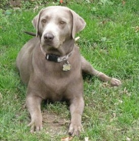 silver lab puppies mn silverwaterlabs silver labrador maggie s silver lab puppies mn silverwaterlabs silver labrador maggie s