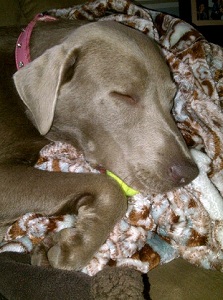 Silver Lab Silver Labrador