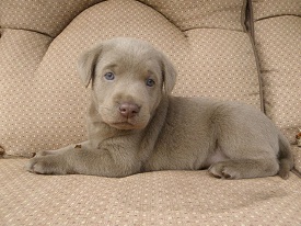 Silver Lab puppy Silver Labrador puppy