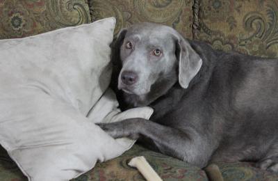 Silverwaterlabs Silver female Harley