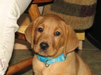 Ruby Silverwaterlabs Fox red Labrador Silverwaterlabs Fox red Labrador Ruby