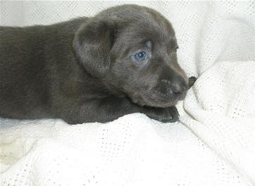 Marley's Charcoal Lab puppies Marley's Charcoal Lab puppies