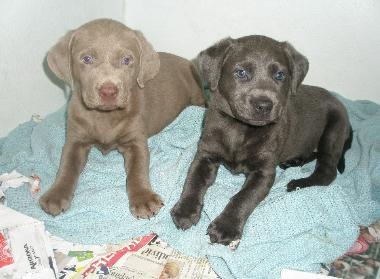 Gracie's Lab puppies Graicie's past pups