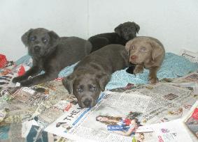 Gracie's Lab puppies Graicie's past pups