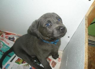 Gracie's Lab puppies Graicie's past pups