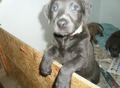 Gracie's Lab puppies Graicie's past pups