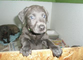Gracie's Lab puppies Graicie's past pups