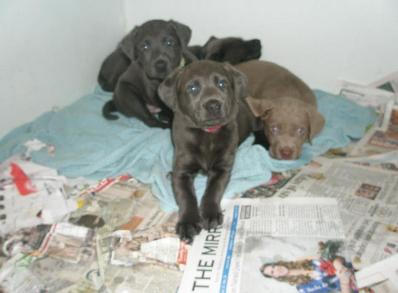 Gracie's Lab puppies Graicie's past pups