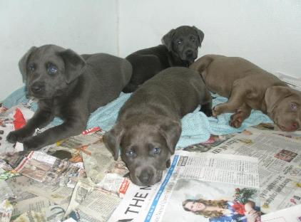 Gracie's Lab puppies Graicie's past pups