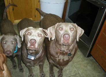 Silverwater labs Silver Gracie, marley and riley Silverwater labs Silver Gracie, marley and riley