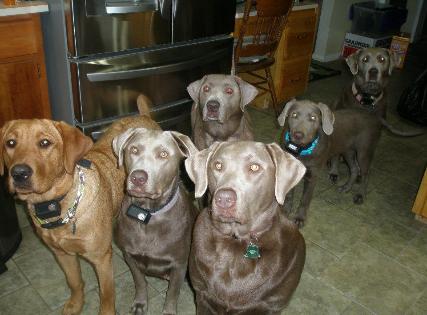 Silverwater labs Silver Gracie, marley, maggie, lily, riley and Fox red Ruby Silverwater labs Silver Gracie, marley, maggie, lily, riley and Fox red Ruby
