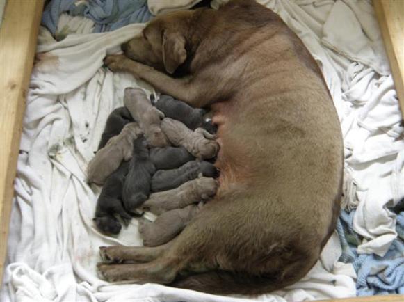 silver lab puppies mn silverwaterlabs silver labrador maggie s silver lab puppies mn silverwaterlabs silver labrador maggie s