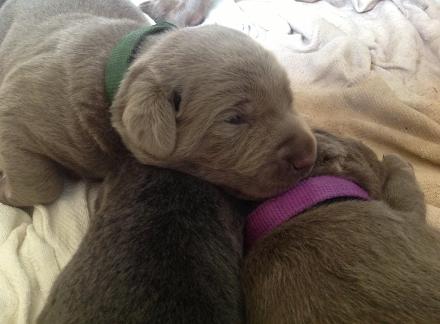 Silverwaterlabs Marley Silver Labrador