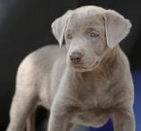Meeka Silver Labrador puppy