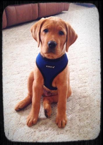 red fox lab for sale near me