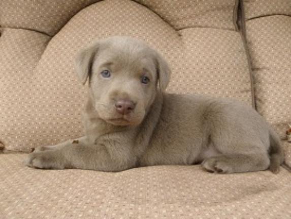 silver lab puppies price silverwaterlabs pricing we sell silver charcoal fox labradors silver lab puppies price silverwaterlabs pricing we sell silver charcoal fox labradors