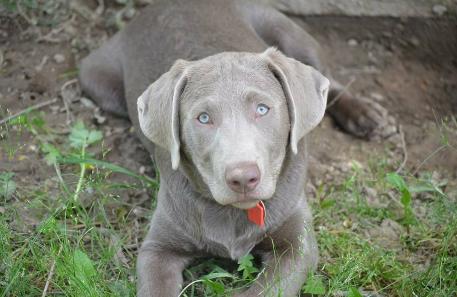 silver lab retriever puppies for sale