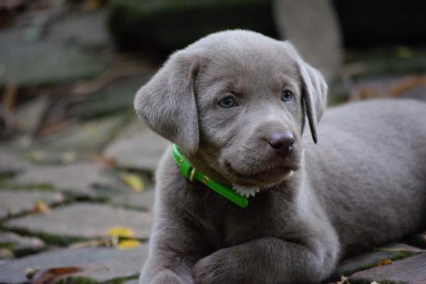 silver lab puppies cost