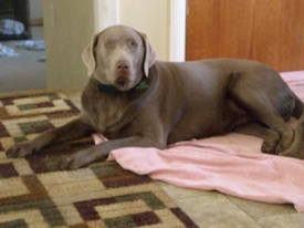 Silverwaterlabs Silver Labrador Gracie