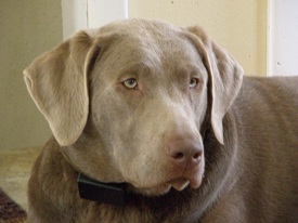 Silverwaterlabs Silver Labrador Gracie