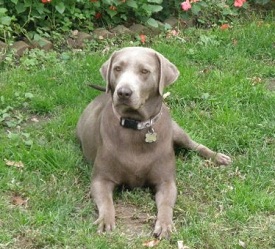 Silverwaterlabs Silver Lab Maggie Silverwaterlabs Silver Labrador Maggie