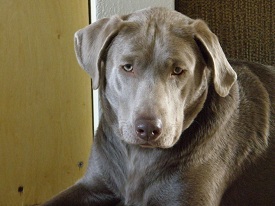 Silverwaterlabs Silver Labrador Marley