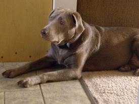 Silverwaterlabs Silver Labrador Marley