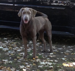 Silverwaterlabs Riley
