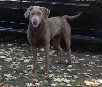 Silverwaterlabs Riley