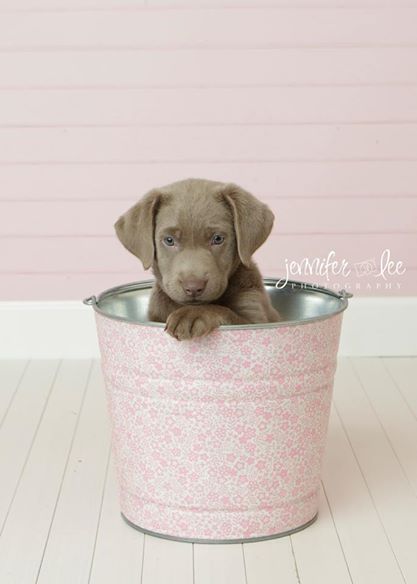 Silver Labrador Puppy