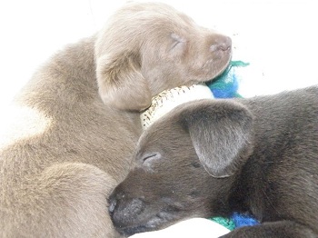 Silver and Charcoal Labrador puppies