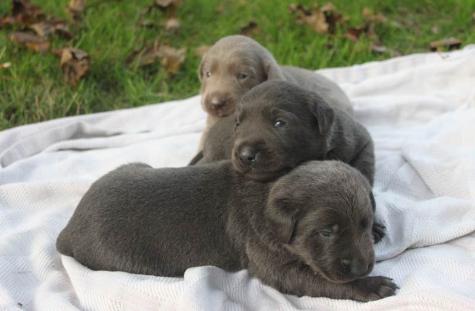 Silver and Charcoal Labradors