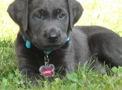 Silverwaterlabs dogs and or puppies