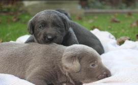 Silver and Charcoal Labrador puppies