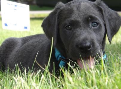 Silverwaterlabs dogs and or puppies