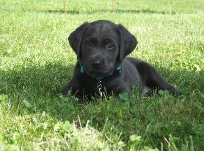 Silverwaterlabs dogs and or puppies