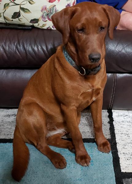 Scarlet Brick Red Labrador