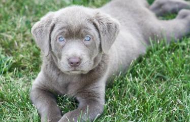 Silverwaterlabs dogs and or puppies