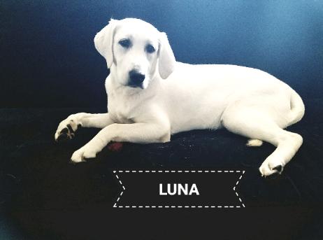 Silverwaterlabs Luna Bear