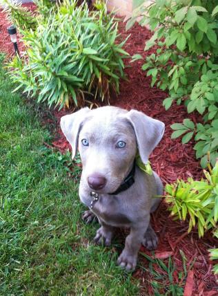 Silverwaterlabs dogs and or puppies